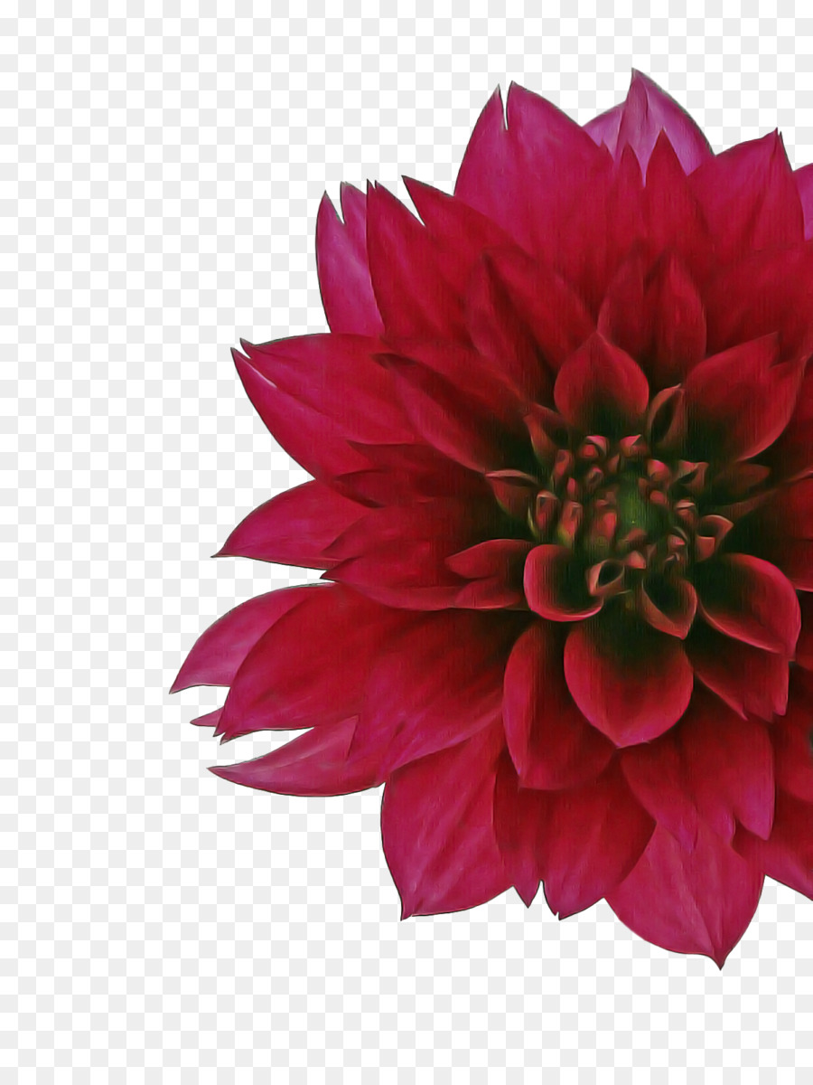 Dahlie Schnittblumen Blütenblatt Chrysanthemenblume - 