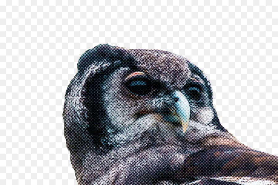 beak birds snout owl m bird of prey