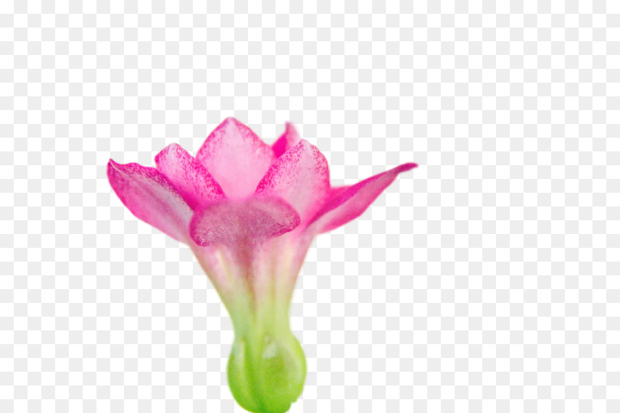 plant stem cut flowers bud tulip petal