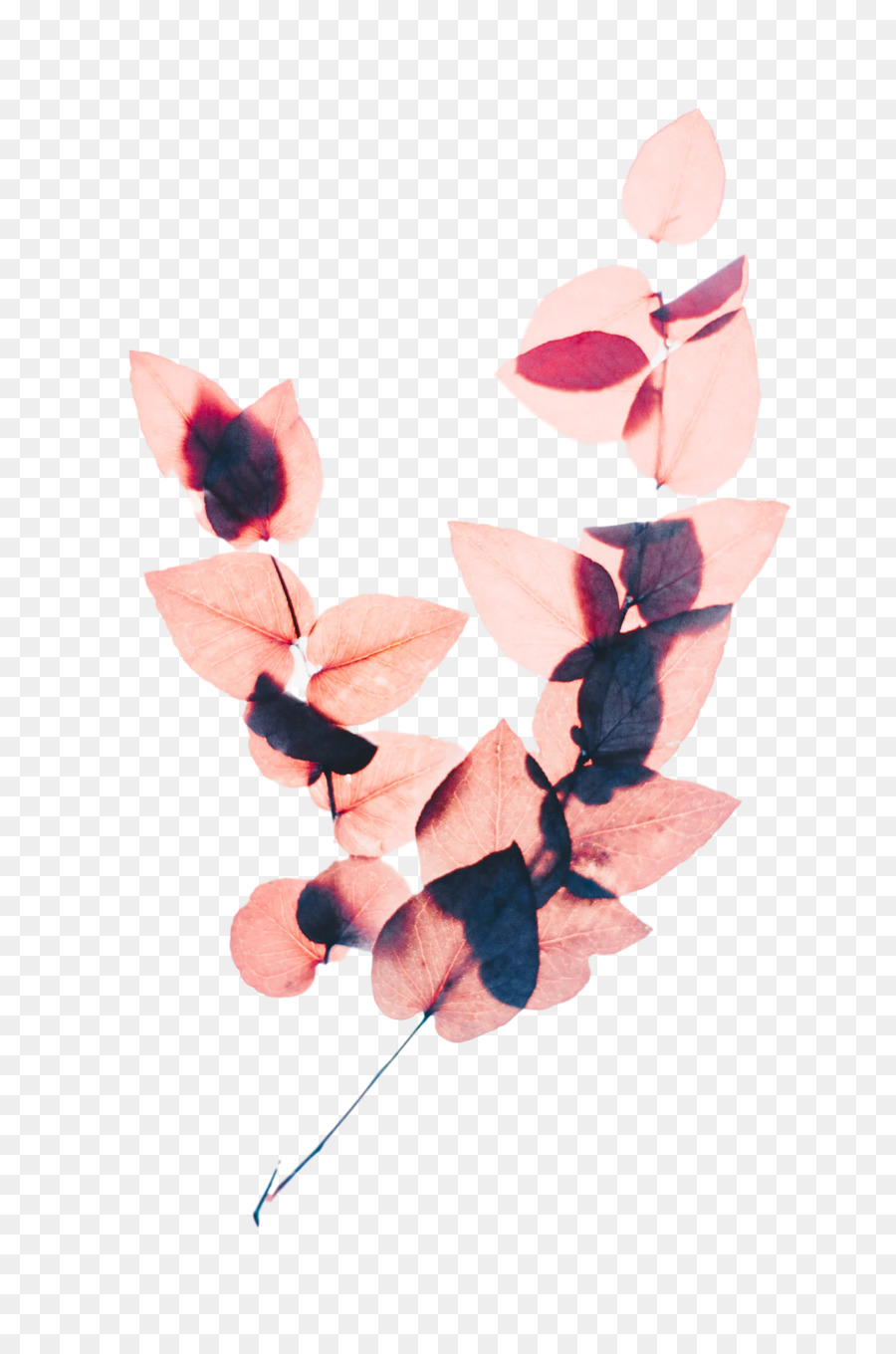 Blütenfarbe rosa Schnittblumenblatt - 