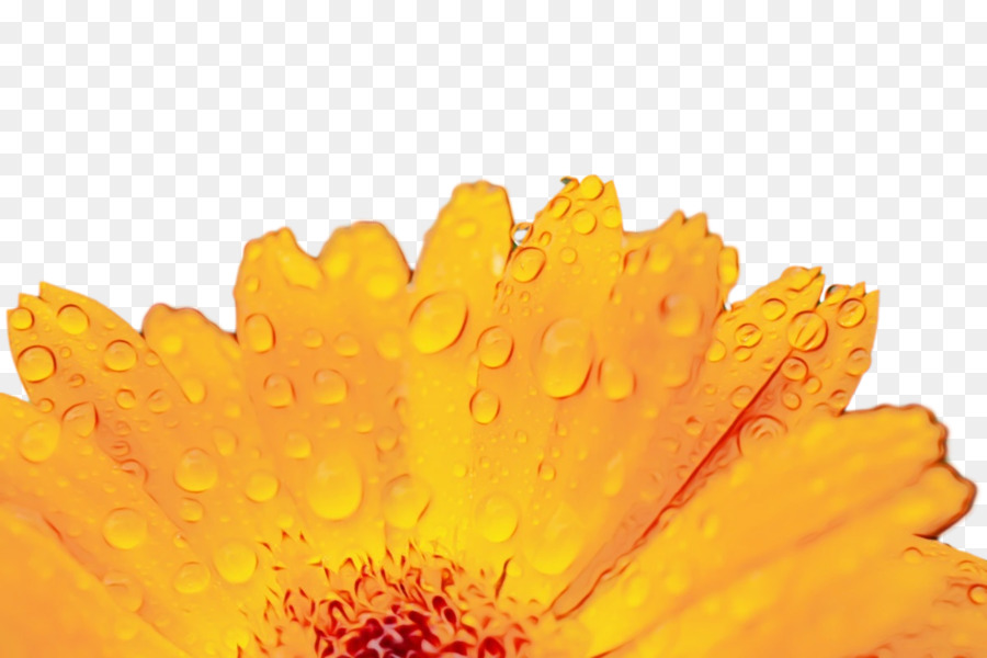 transvaal daisy yellow pot marigold petal pollen