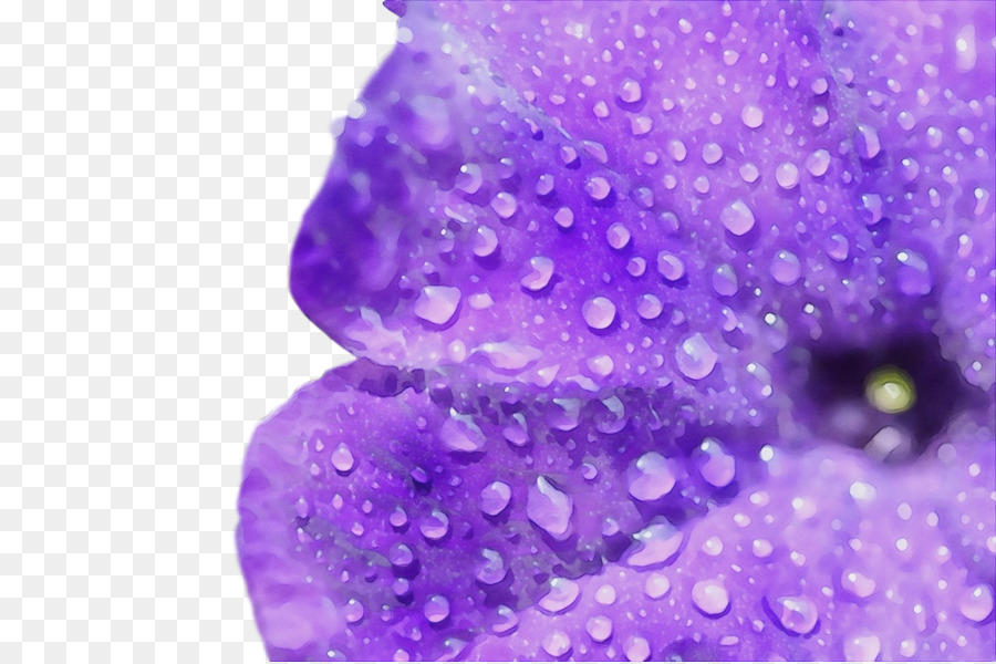 Lavendel - 