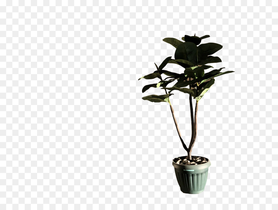 Pflanzenstammblatt Zimmerpflanze Blumentopf Flora - 