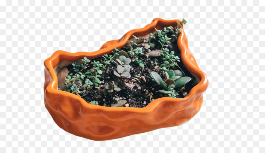 alghe commestibili minerali superfood vegetali - 