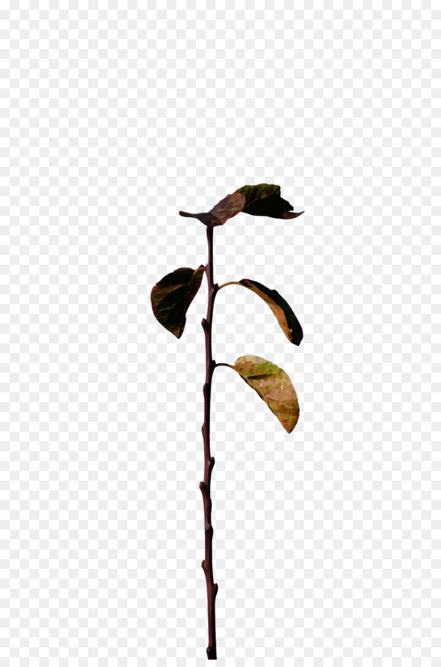 Blatt Pflanzenstamm Zweig Flora M-Baum - 