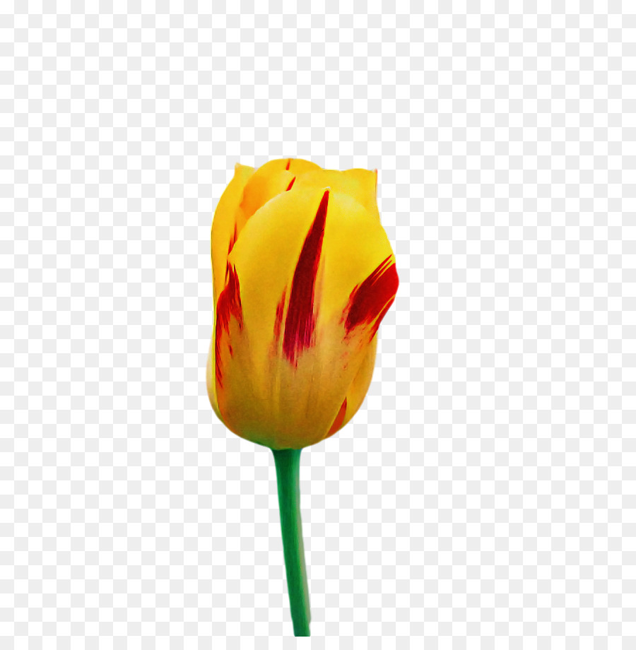 Pflanzenstamm Schnittblumen Tulpenknospe Blütenblatt - 