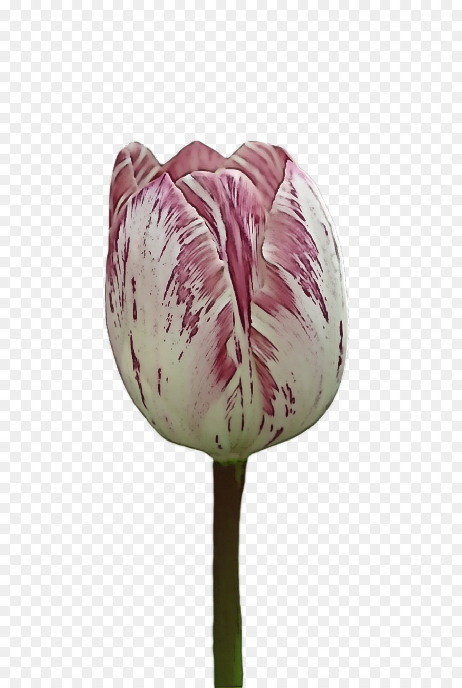 plant stem tulip lilies petal flower