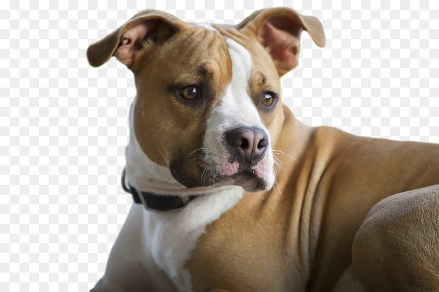 American Pitbull Terrier Pitbull Schnauze Bullterrier Terrier - 