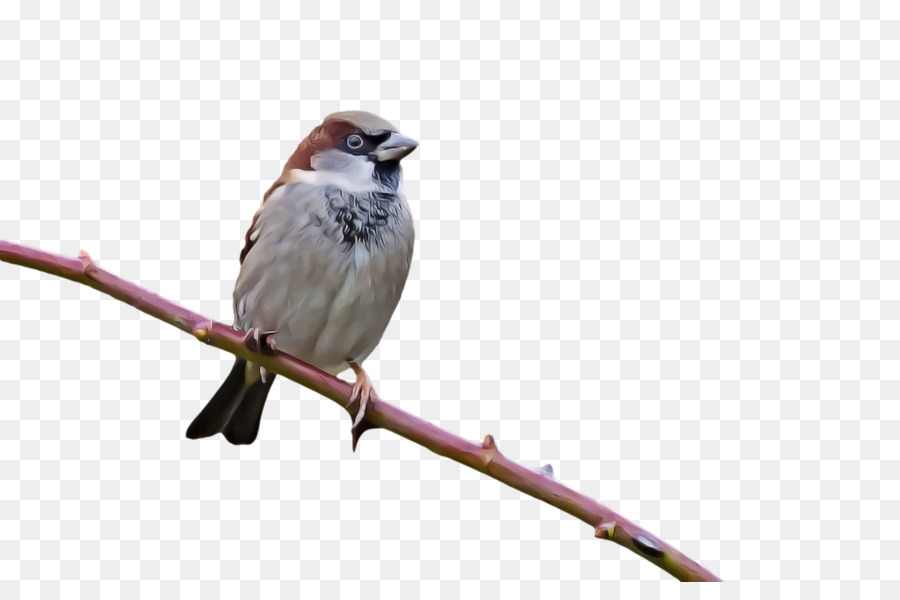 house sparrow finches american sparrows wrens common nightingale