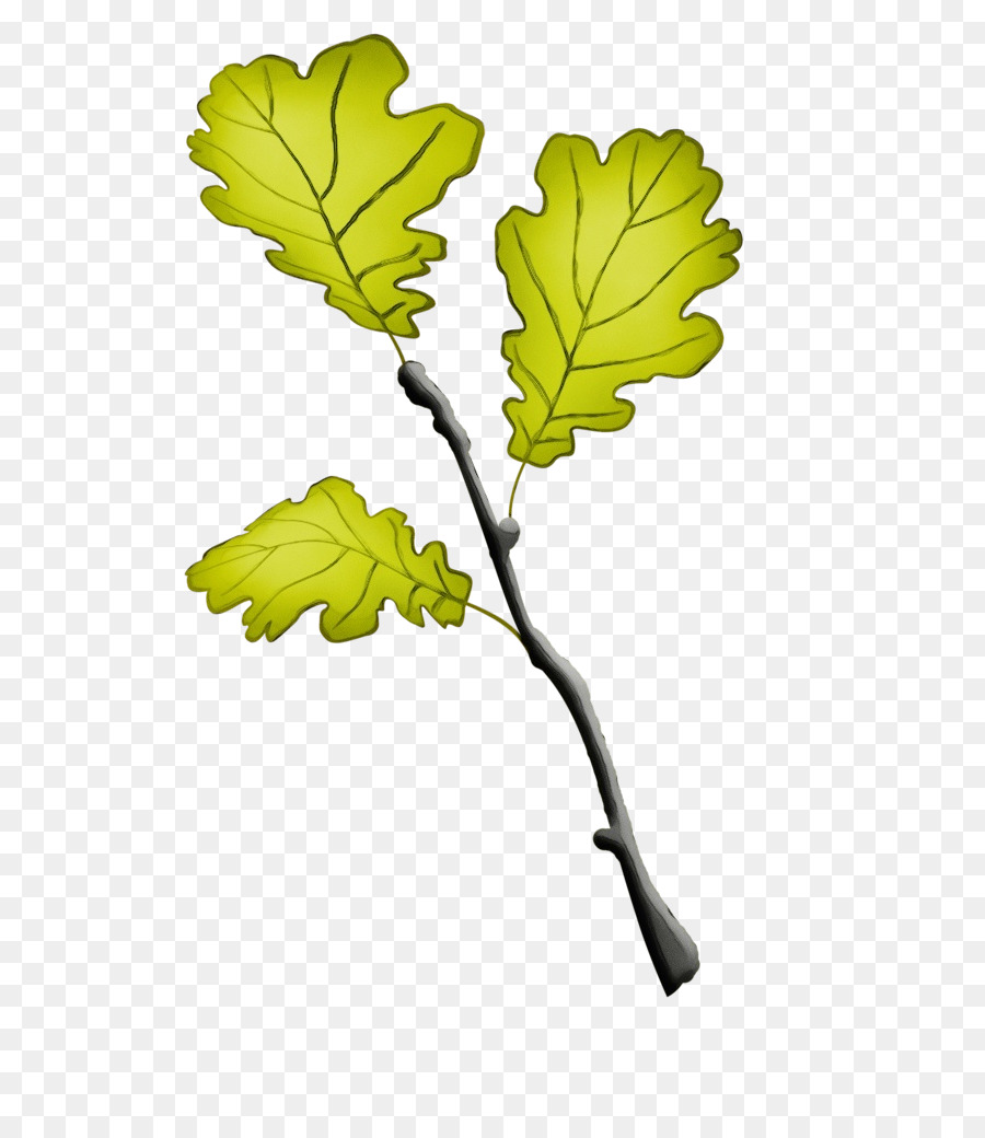leaf plant stem twig tree fruit