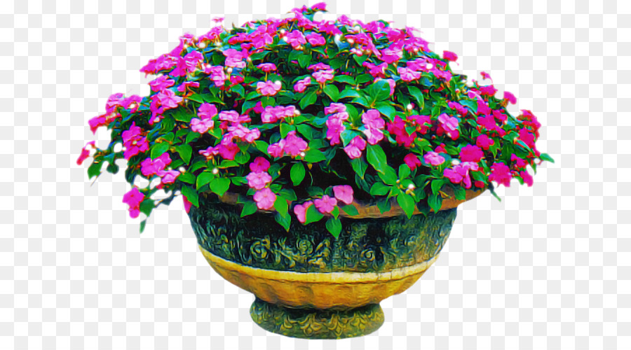 Arbusto annuale della pianta annuale della pianta della pianta del flowerpot del flowerpot - 