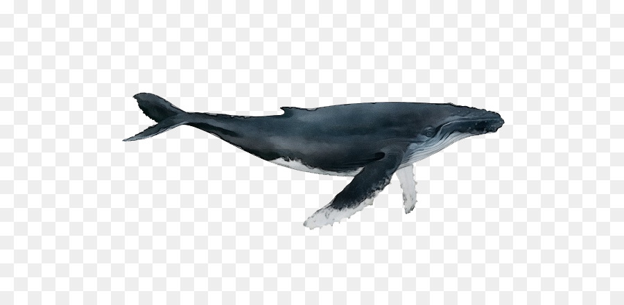 Cá heo thô có răng Cá heo thông thường Cá heo trắng Cá heo Wholphin Cá heo - 
