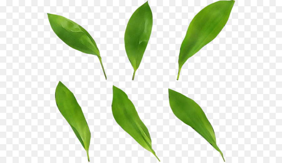 Blattpflanzen-Stamm-Gräser Rohstoffpflanze - 
