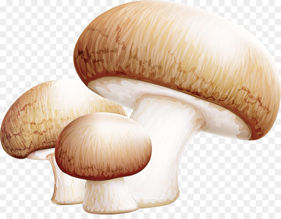 agaricus bisporus agaricomycetes king trumpet mushroom mushroom medicinal fungi