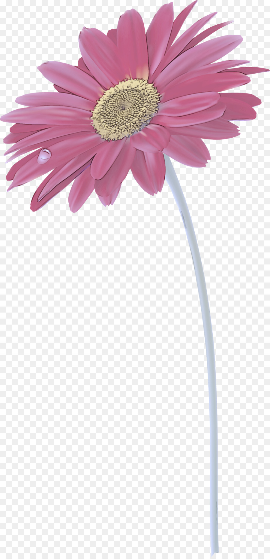 Transvaal Daisy Flower Vase Vaso ornamentale pianta comune margherita - 