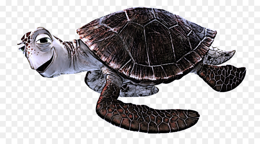 Schildkröte Gemeinsame schnappende Schildkrötenbox-Schildkröten-Schildkröten Loggerhead-Meeresschildkröte - 