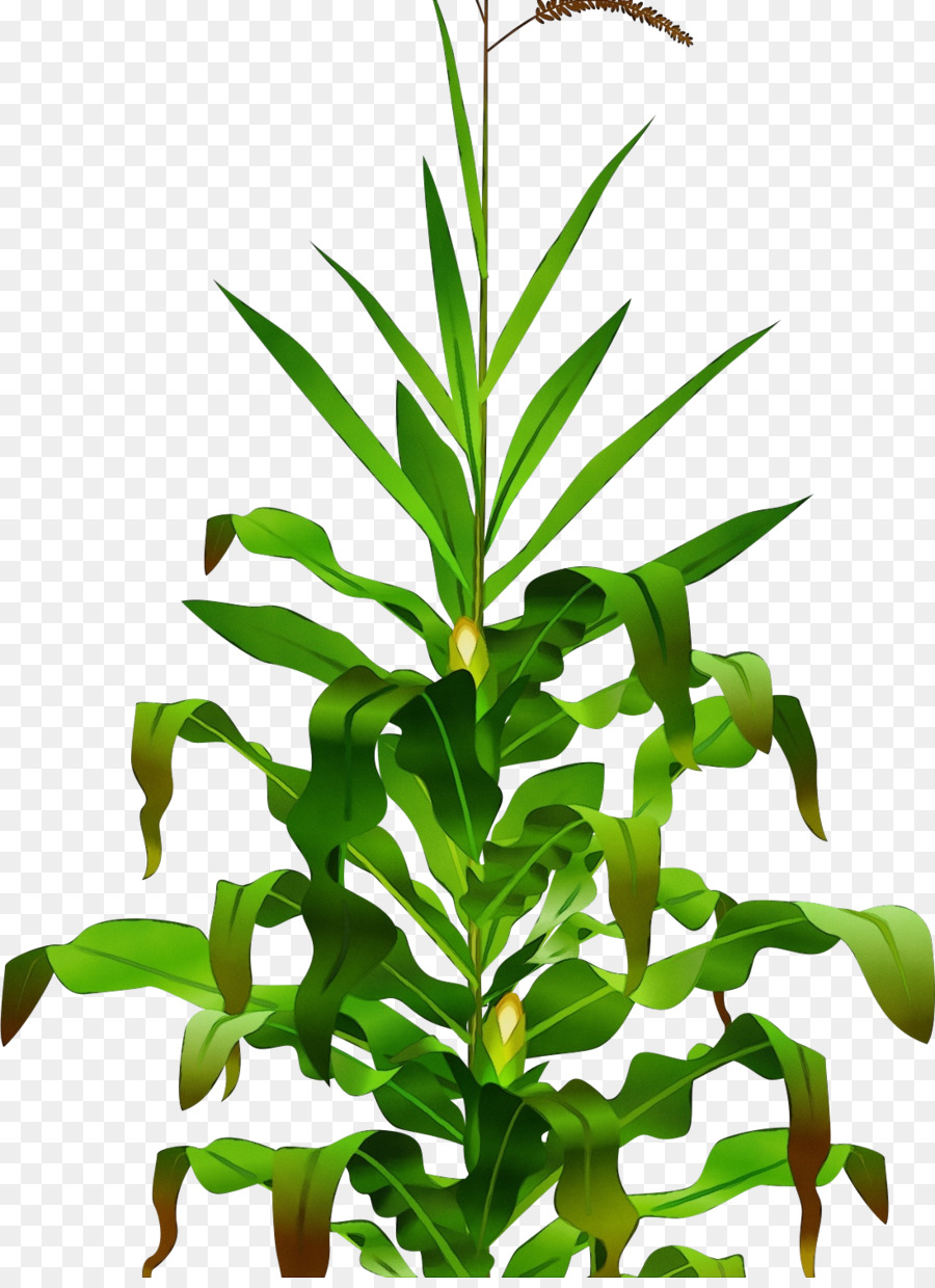 plant stem leaf ice hockey