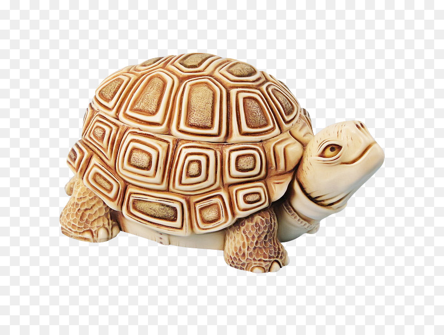 Turtoise Box Turtles Turtles Biology Science - 