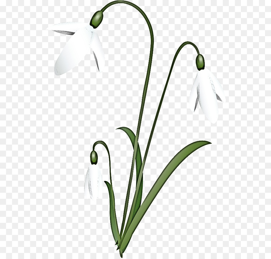 Blume Schneeglöckchenanlage Stammknospe Flora - 