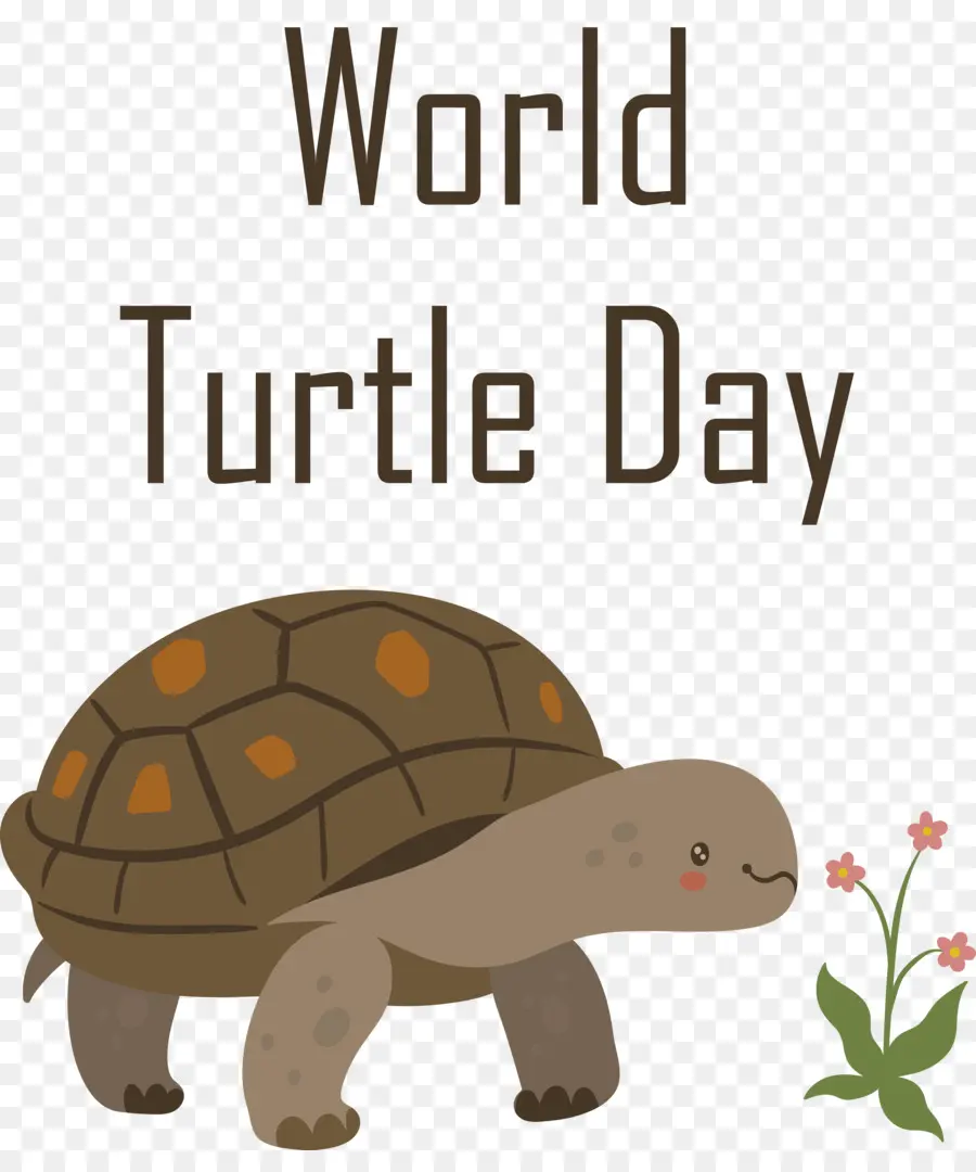 world turtle day turtle day turtle