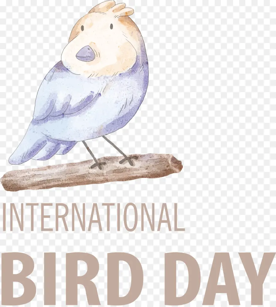 international bird day bird day bird