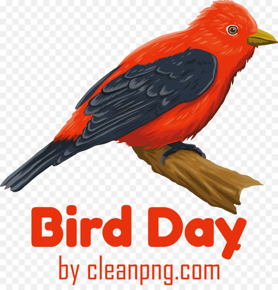 Bird Day Bird - 
