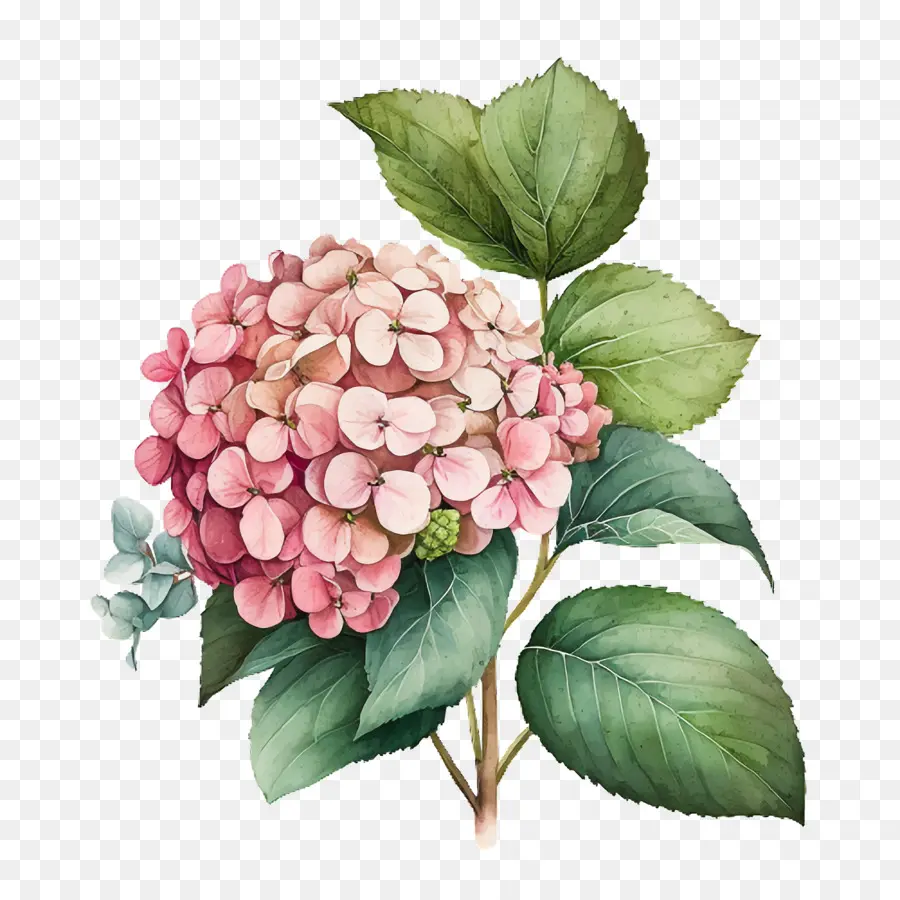 watercolor hydrangea pink hydrangea