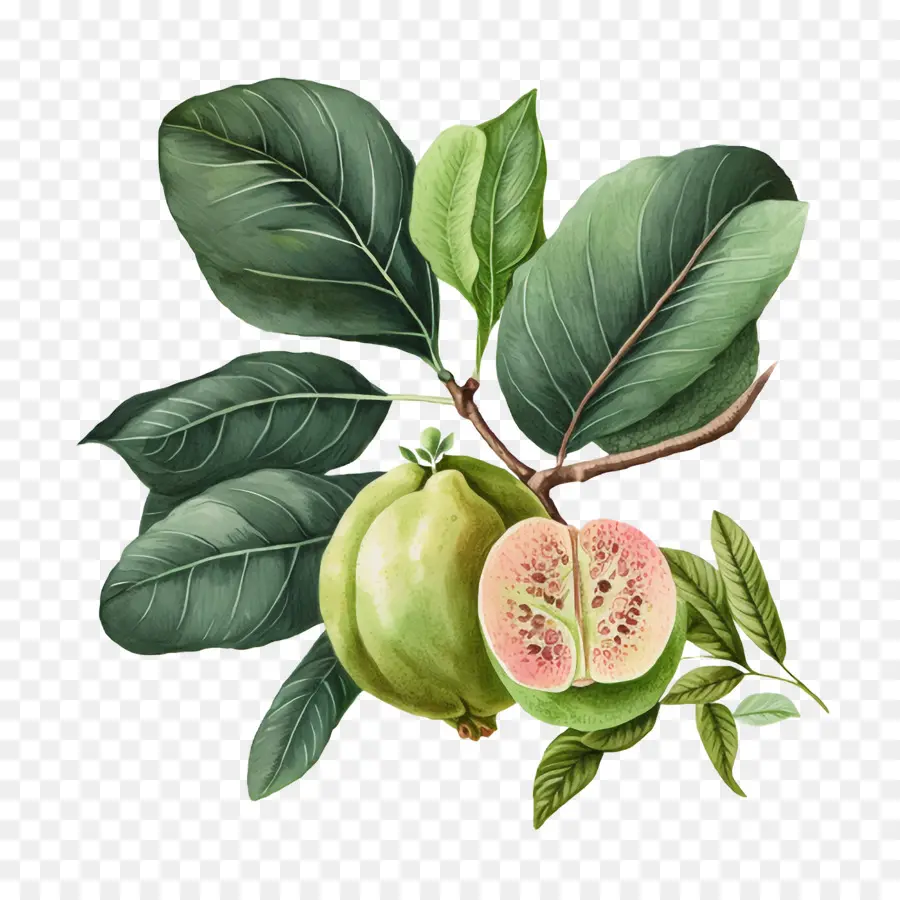 Aquarell Guava Aquarell Guave Slices Aquarell Obst - 