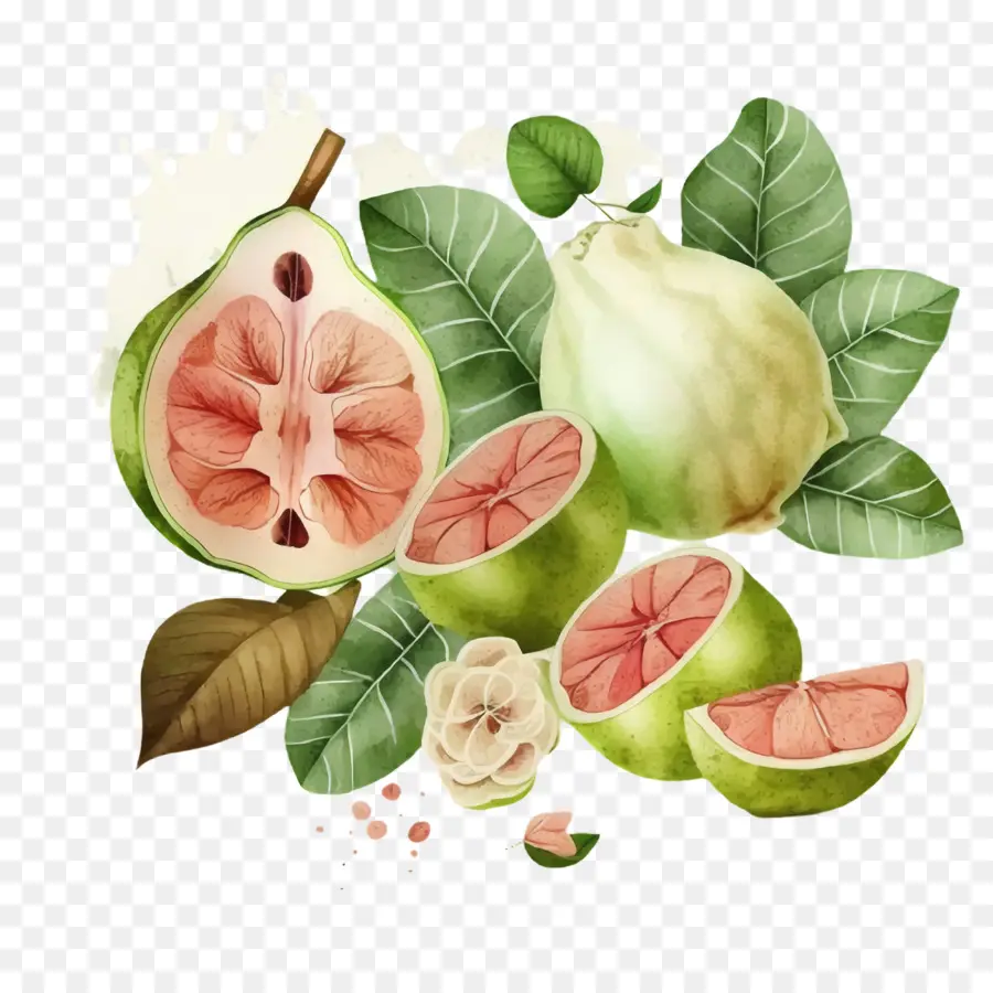 watercolor guava watercolor guava slices watercolor fruit