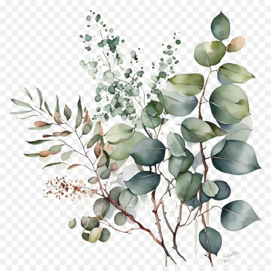 Aquarell Eukalyptus Eukalyptusblätter - 