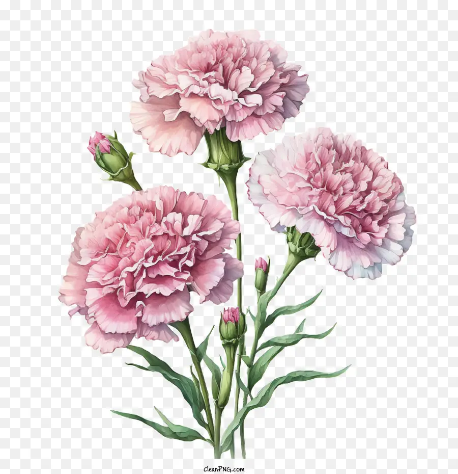 watercolor carnations pink carnations carnations bouquet carnations