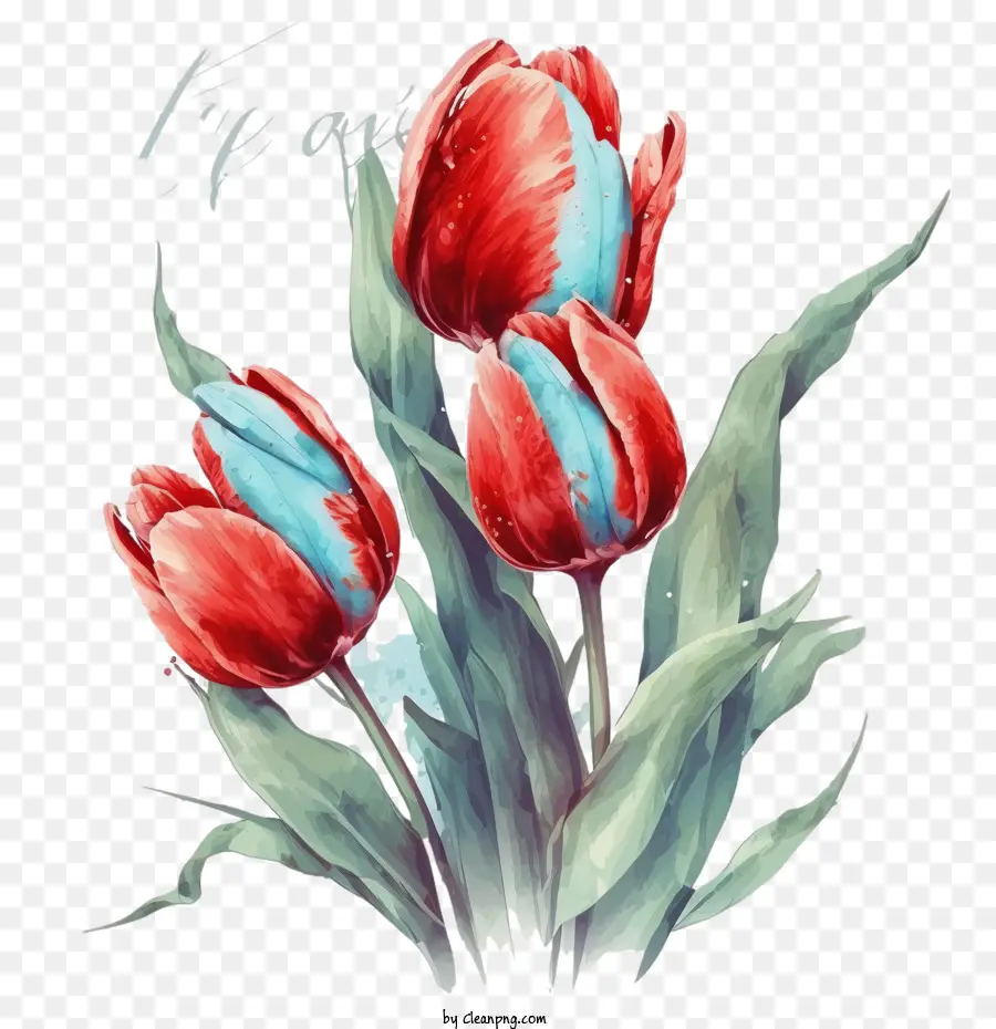 red and blue tulips watercolor tulips