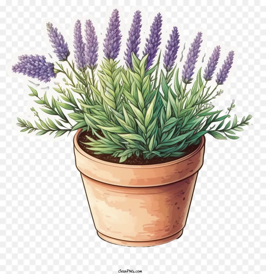 blooming lavender cute lavender lavender in pot