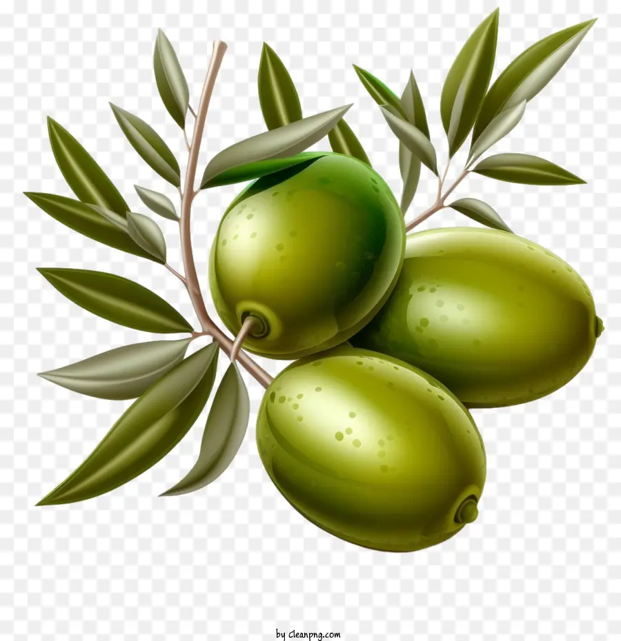 olivenbaum - 
