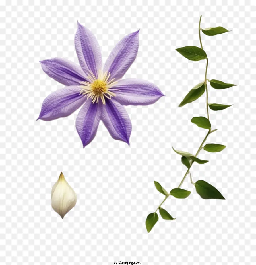Clematis Blume Clematis Blume Clematis lila - 