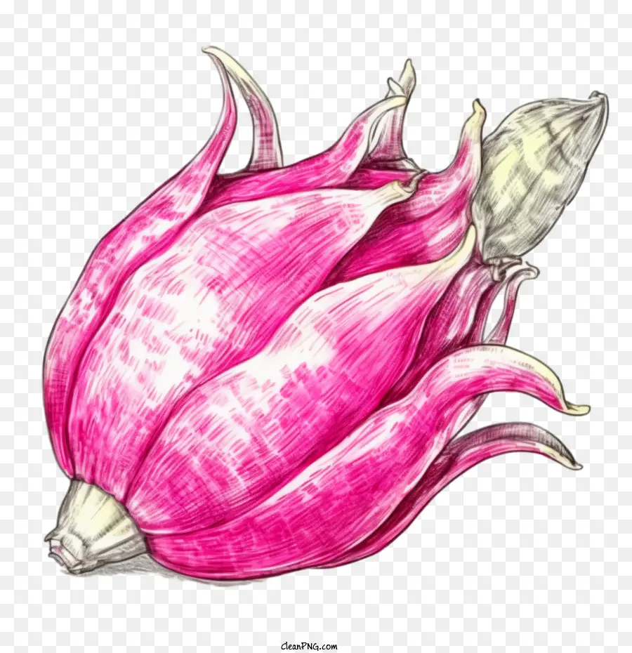 sketch dragon fruit dragon fruit pink flower bloom