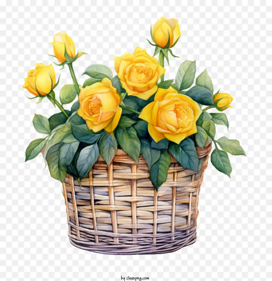 gelbe rose - 