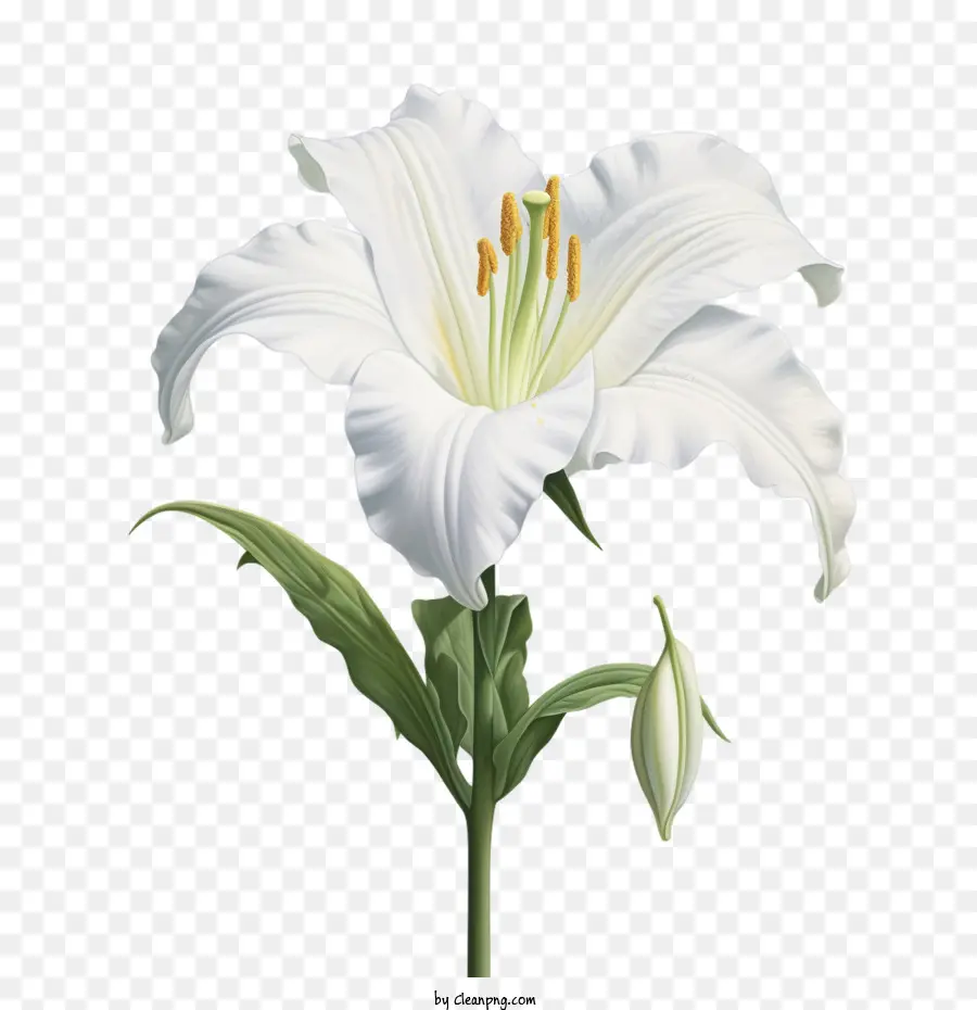 hoa trắng - 