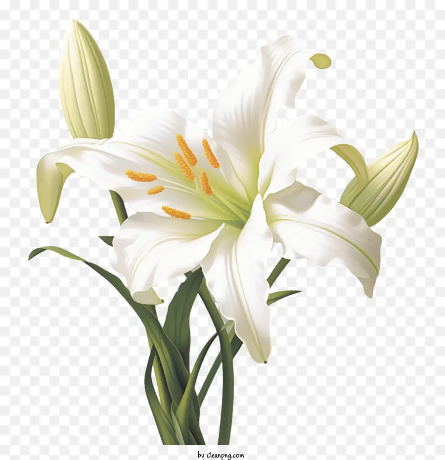Lily 3d Lily White Lily Blumengarten - 
