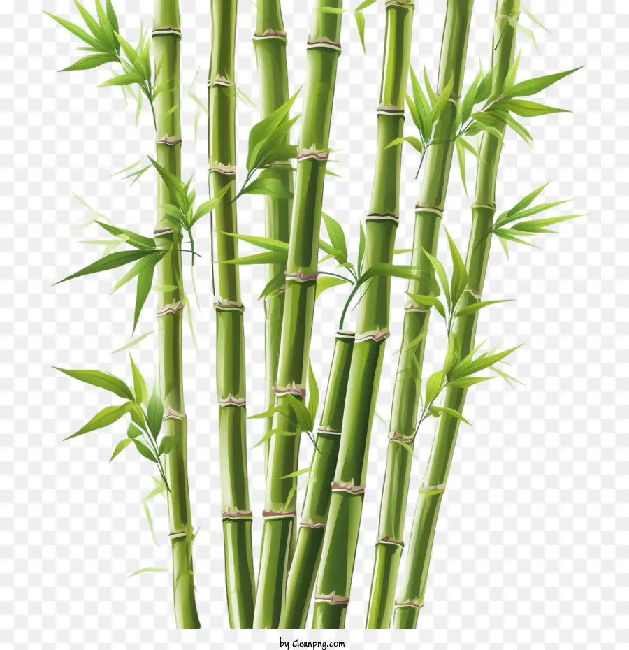 Bambus Bamboo Green Tall Stalk - 