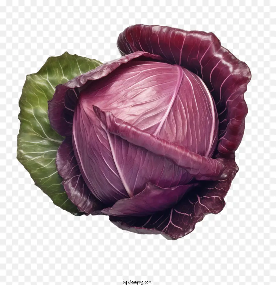 cavolo rosso cavolo rosso vegetale vegetale vegetale viola cavolo - 