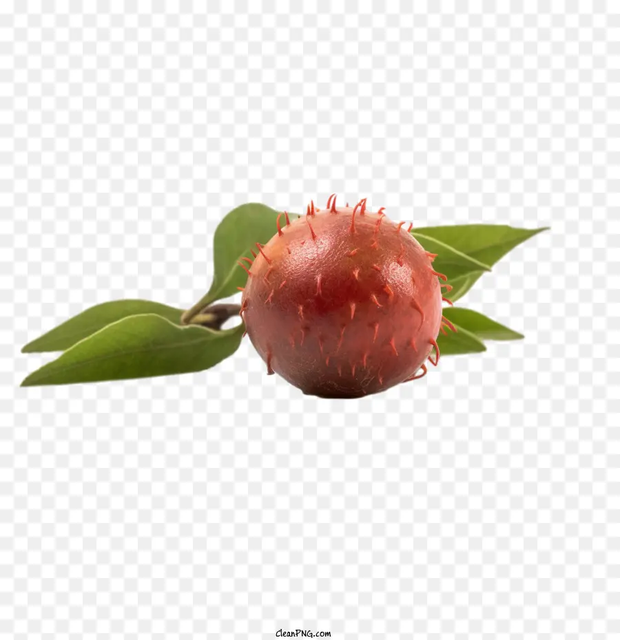 Rambutan
 
Rambutan Obst Apfelfrucht rot - 