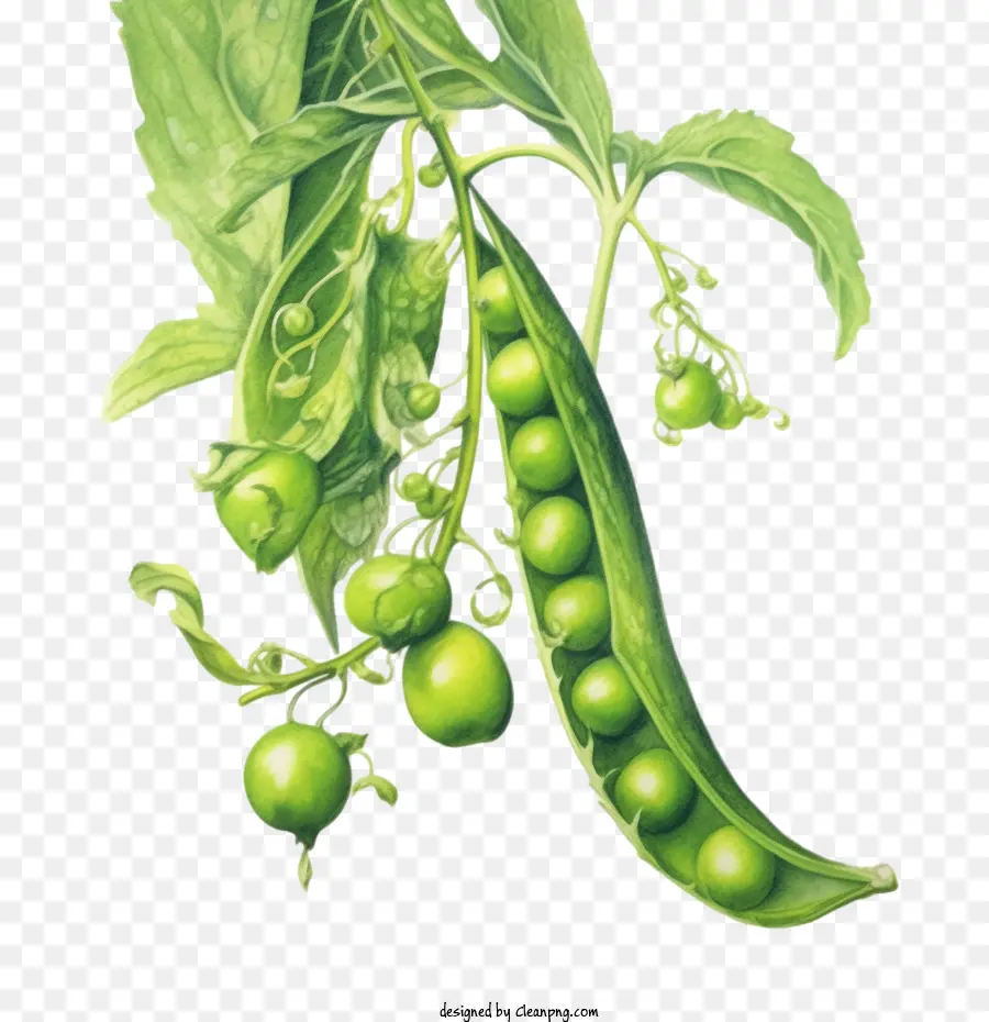 green peas pea pods pods green peas green vegetables