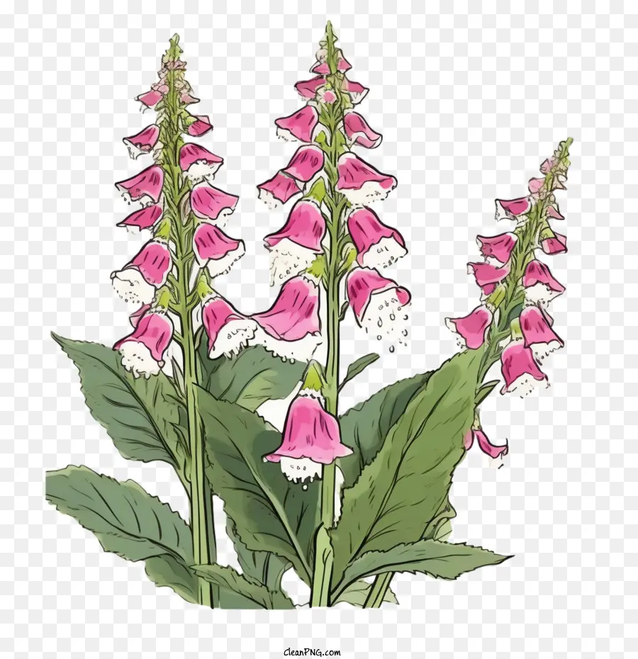 Foxglove Blume Pink Purple White Green - 