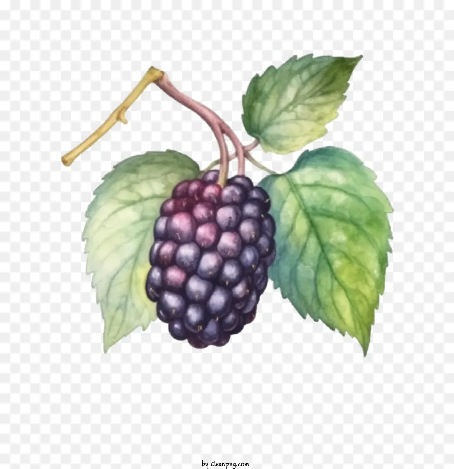 Blackberry Blackberry Fruit Watercolor Natural - 