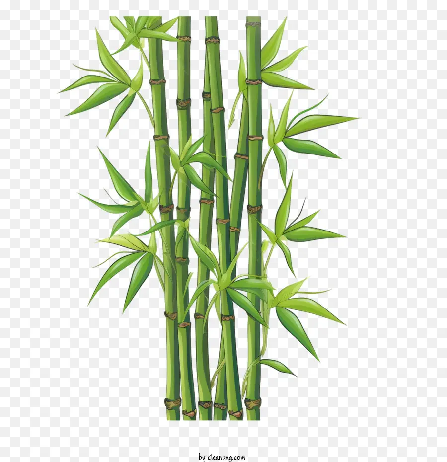 Bambusbambusgrün -Stiele -Pflanzen - 