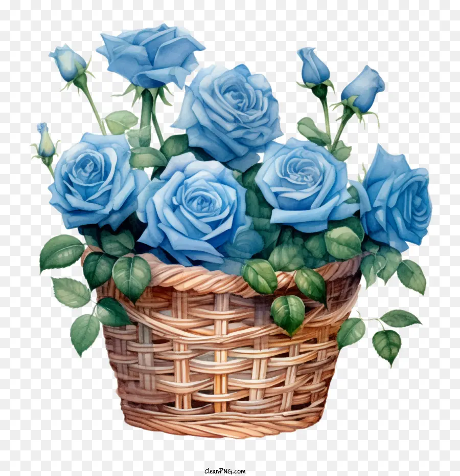 Blue Rose - 