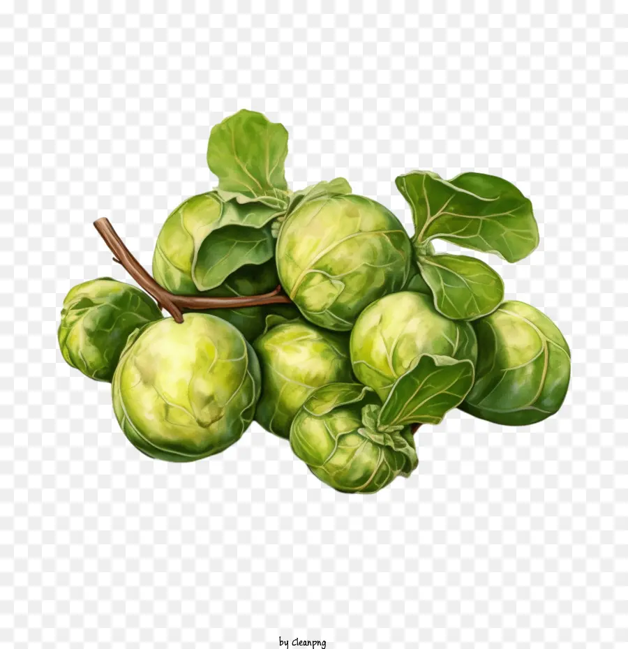 Brussels Sprouts Brussels Sprouts Green Fresh Food - 