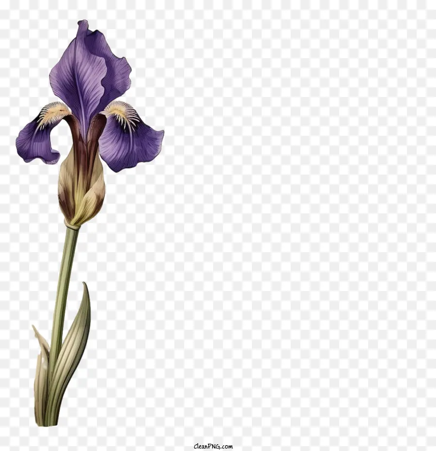 Iris
 
Hoa iris hoa hoa tím mống - 