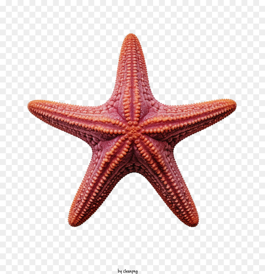 starfish starfish sea creature marine animal coral reef